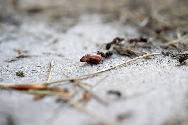 Mrówki leśne w Dwingelderveld, Holandia - Zdjęcie, obraz
