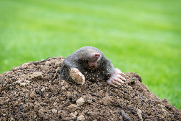 Mole, Talpa europaea, καθιστώντας mole λόφο και βλάπτουν όμορφο γκαζόν και κήπο με λουλούδια. - Φωτογραφία, εικόνα