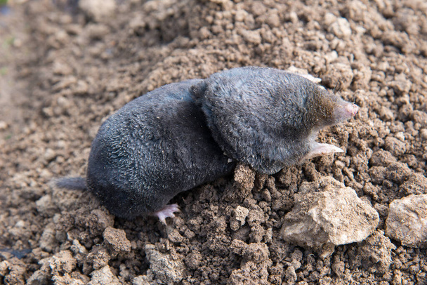 European mole caught by a trap while crawling out of the tunnel - Photo, Image