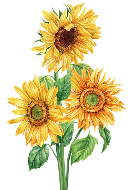 Girassóis aquarela em um fundo branco isolado, aquarela pintura botânica, buquê de flores amarelas. Ilustração de alta qualidade - Foto, Imagem