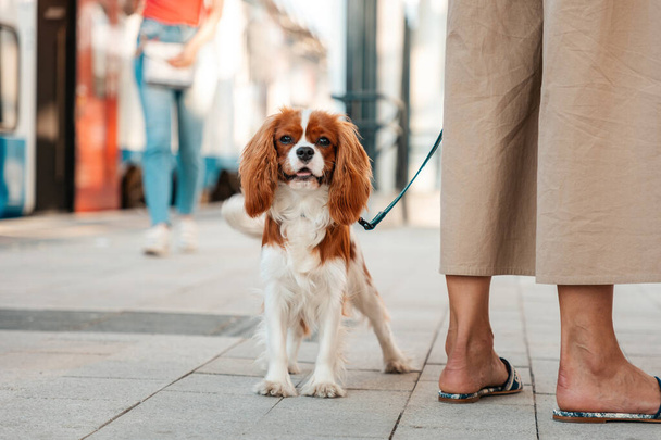 Şövalye Kral Charles Spaniel 'in tasmalı köpeği poz veriyor ve sokakta sahibinin ayaklarının yanındaki kameraya bakıyor. Hayvan barınağı kavramı. - Fotoğraf, Görsel