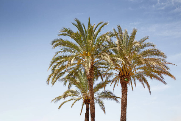 palm trees against a blue sky - Foto, imagen