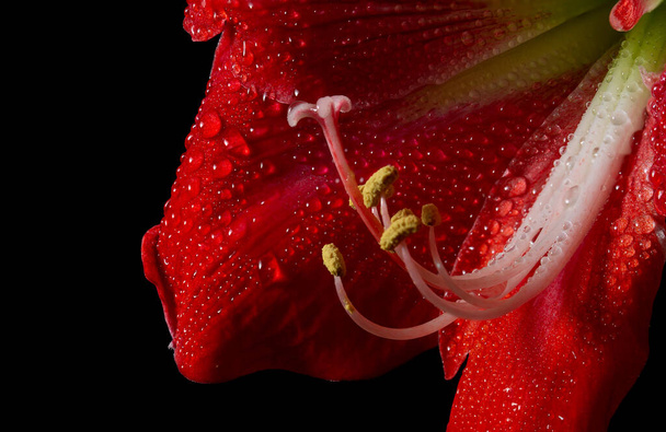 Levendige rode amaryllis bloem op zwarte achtergrond, presentatie van delicate schoonheid in de natuur. - Foto, afbeelding