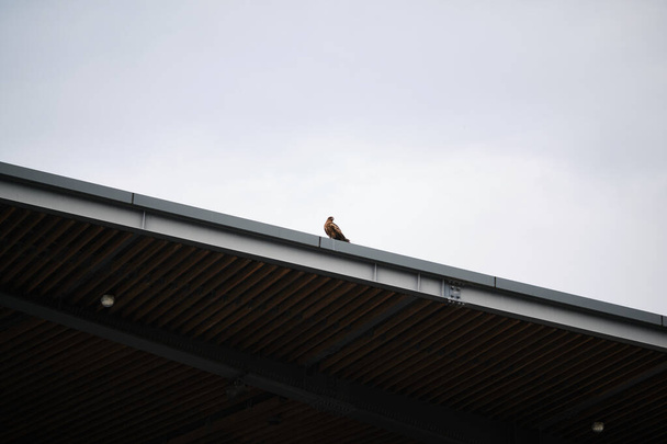 Minimalistic photography of an eagle perched on the edge of a roof in Umekoji park in Kyoto, Japan. - Photo, Image