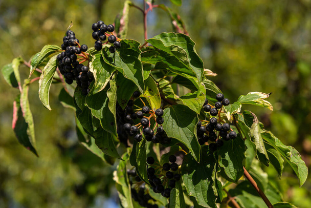 Cornus sanguinea is een vaste plant van de zodefamilie. Een hoge struik met kleine bloemen en zwarte oneetbare bessen. Turf-well wordt geteeld als een sierplant. - Foto, afbeelding