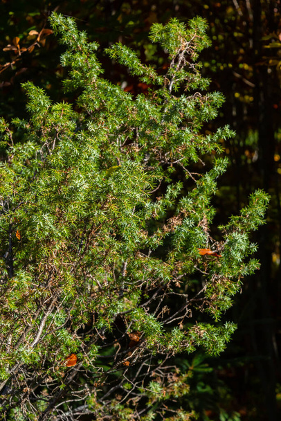 Juniperus communis, der Gemeine Wacholder, ist eine Nadelbaumart aus der Familie der Cupressaceae. Zweige des Wacholder Juniperus communis auf einem grün verschwommenen Bokeh-Hintergrund. - Foto, Bild