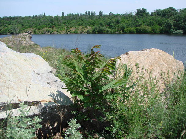 Панорама квітучої прибережної рослинності на скелястих берегах Дніпра вражає своїми унікальними кольорами. - Фото, зображення