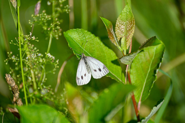 White butterfly with black dots sitting in green leaf Kumla Sweden july 9 2023 - Photo, Image