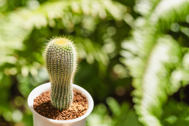 Parodia Erubescens kaktus yksittäinen potin hämärä tausta - Valokuva, kuva