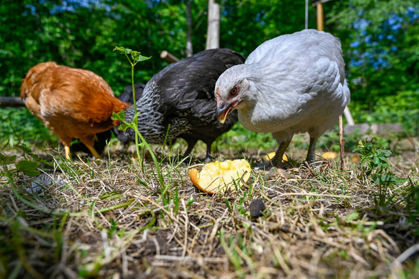 Pollos comiendo manzana en el jardín Kumla Suecia 9 julio 2023 - Foto, imagen
