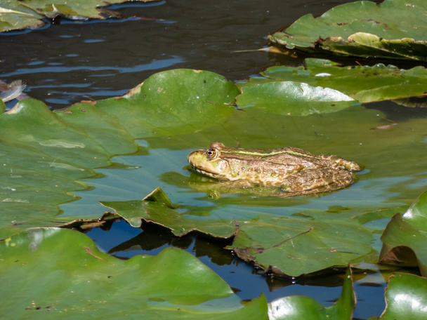 Close-up shot of a common water frog or green frog (Pelophylax esculentus) swimming in water in summer - Photo, Image