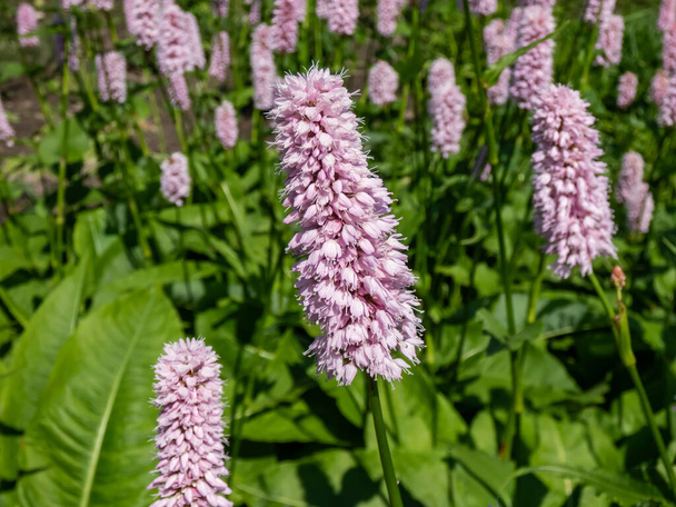 Close-up shot of the Bistort or snakeweed (Persicaria bistorta) 'Superbum' flowering with spikes of soft pink flowers over clumps of rich green leaves - Photo, Image