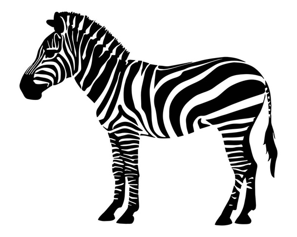 Силуэт зебры изолирован на белом фоне. Векторная иллюстрация - Вектор,изображение
