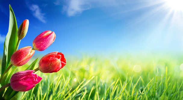Primavera y Pascua fondo con tulipanes en pradera soleada
 - Foto, Imagen