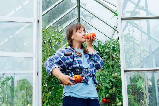 Young woman sniffing just picked ripe red beef tomato in green house farm. Harvest of tomatoes. Urban farming lifestyle. Growing organic vegetables in garden. The concept of food self-sufficiency - Zdjęcie, obraz
