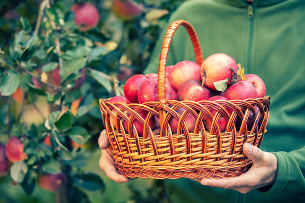 Man holding a basket full of ripe red apples - Zdjęcie, obraz