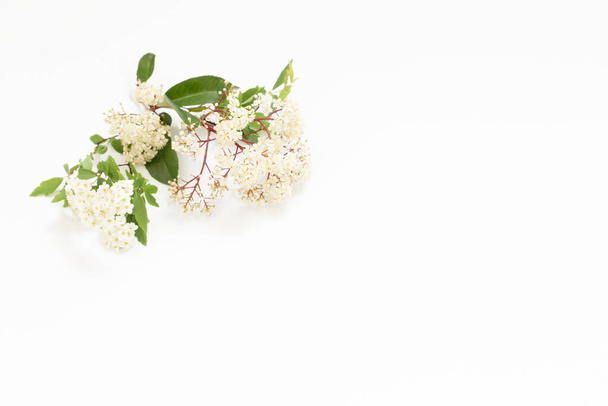 spring elderflowers on white background - Photo, image
