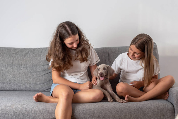 Girls sitting on a sofa petting their weimaraner puppy. Love for animals. Dogs help children grow and develop. Dog breeds. - Photo, Image