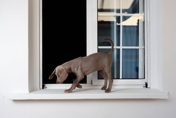 A Weimaraner puppy walking on a window sill without bars. Danger of a dog falling out due to lack of protection - Fotoğraf, Görsel
