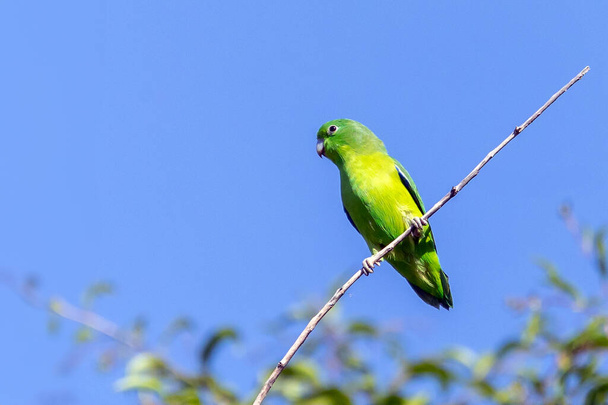A Blue-winged Parrotlet also know as Tuim perched on branch. Species Forpus xanthopterygius. Animal world. Bird lover. Birdwatching. Birding. The smallest parrot in Brazil. - Photo, Image