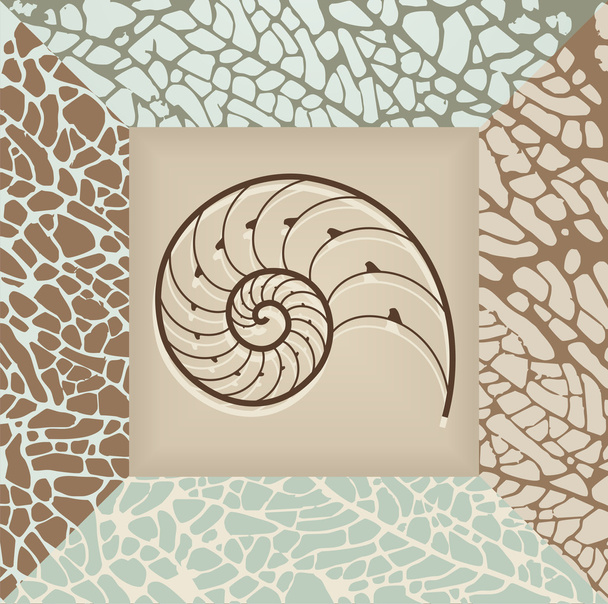 Nautilus shell background. - Vector, afbeelding