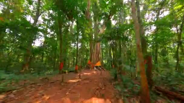 FPV drone vlucht door de diepe jungle, presentatie van een grote, heilige boom versierd met traditionele sjaals in Thailand. - Video