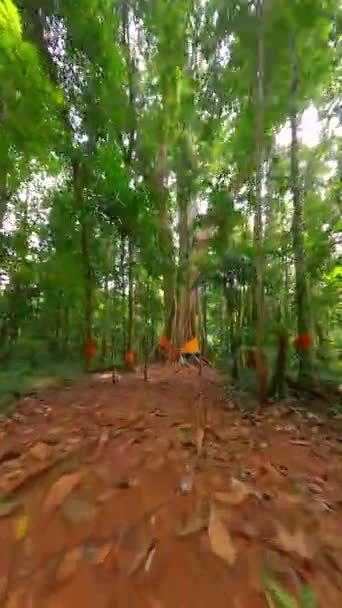 Voo de drone FPV através da selva profunda, mostrando uma árvore grandiosa e sagrada adornada com lenços tradicionais na Tailândia. - Filmagem, Vídeo