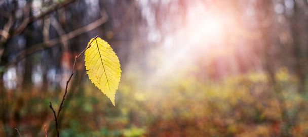 Одинокий желтый лист на ветке дерева в лесу в солнечную погоду - Фото, изображение