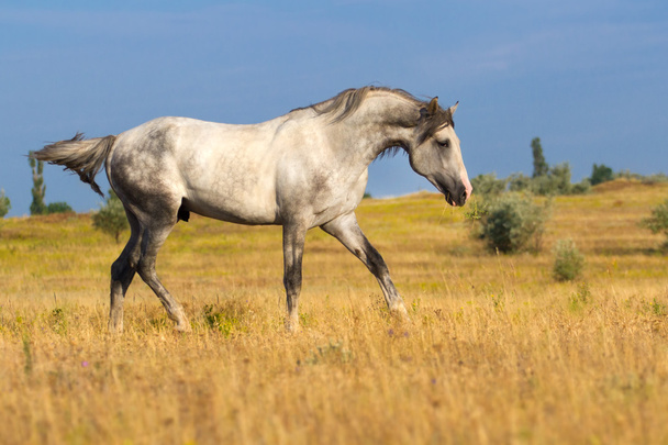 Серый конь на лугу
 - Фото, изображение