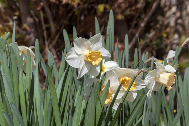 Daffodils with white tepals and yellow coronas. Lindau, Germany - Photo, Image