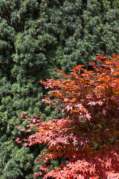 Elements of landscape design. Beautiful combination of green larch and red Japanese maple, close-up - 写真・画像
