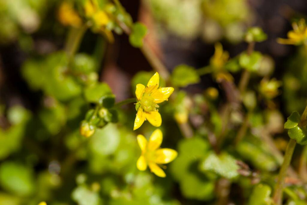 Flores de la especie Saxifraga Saxifraga cymbalaria - Foto, imagen