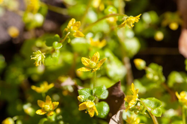 Fleurs de l'espèce Saxifraga Saxifraga cymbalaria - Photo, image