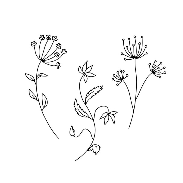 Hand drawn wild flowers illustrations set isolated on white background. Minimalist floral doodles. - Вектор,изображение