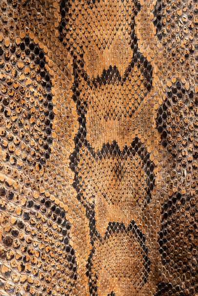 Fondo de piel de serpiente de pitón genuina real, animales exóticos confiscados por la frontera por costumbre, prohibidos de entrada en Europa - Foto, Imagen