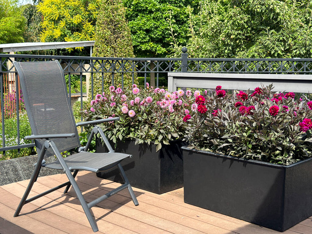Nowoczesny balkon. Krzesło ogrodowe i kwitnąca Dahlia pinnata w czarnych stylowych sadzonek na balkonie. Pokłady drewniane - Zdjęcie, obraz