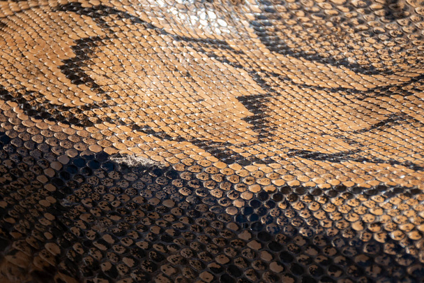 Real genuine python snake skin background, exotic animals confiscated by border by custom, banned from entry Europe - Photo, Image