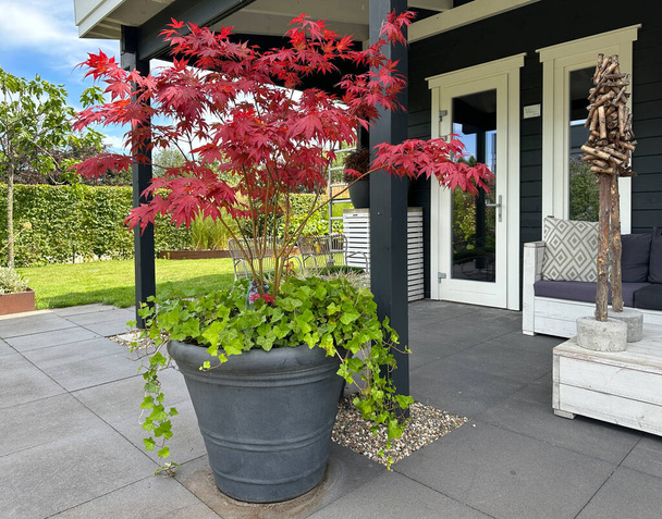 Appeltern, Netherlands, July 11, 2023: Appeltern adventure garden. Japanese maple and ivy in big pot on the summer terrace - Photo, Image