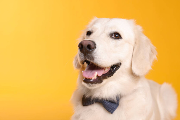 Cute Labrador Retriever with stylish bow tie on yellow background. Space for text - Fotó, kép