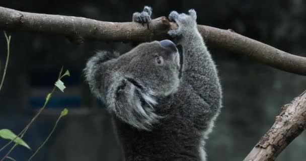 Koala Bear στο ζωολογικό κήπο της Ταϊπέι, κοντινό πλάνο - Πλάνα, βίντεο