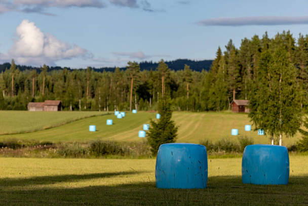 ラトヴィク、スウェーデンフィールド上の通気性プラスチックに包まれた青い干し草の俵. - 写真・画像