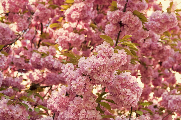 spring flowers. pink sakura flower on blooming spring tree. - 写真・画像