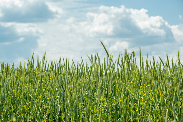 Шпильки зеленої пшениці, що рухаються на вітрі - Фото, зображення