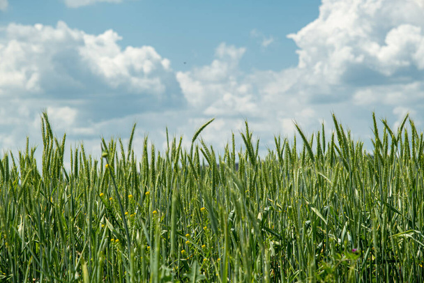 Espigas de trigo verde moviéndose en el viento - Foto, Imagen