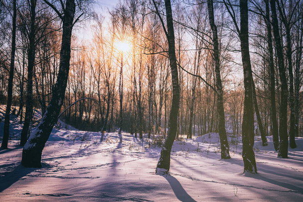 Zonsondergang of zonsopgang in een berkenbos met wintersneeuw op aarde. Rijen berken met de stralen van de zon er doorheen. Vintage camerafilm esthetisch. - Foto, afbeelding