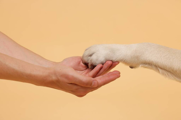 Dog giving paw to man on beige background, closeup - 写真・画像