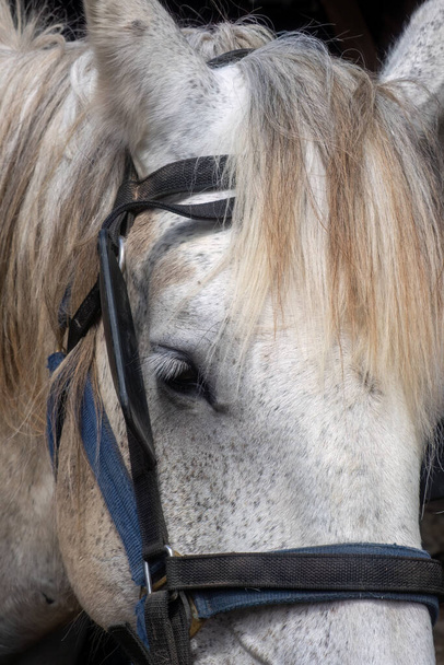 Percheron white working horse close up  - Foto, Imagem