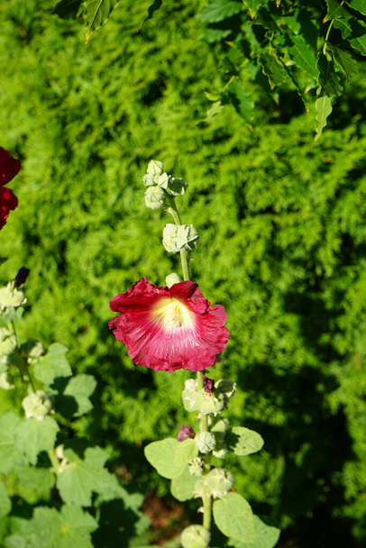 Rode Alcea rosea bloeit in juli. Alcea rosea is een eenoogkreeftensoort uit de familie van de Malvaceae. Berlijn, Duitsland  - Foto, afbeelding