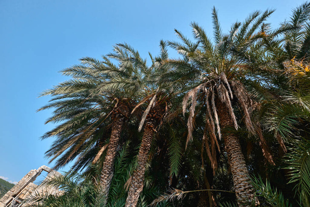 Antalya, Turkije - 19 juli 2023: Palm Grove of Leto in de oude Lycische stad Patara - Foto, afbeelding