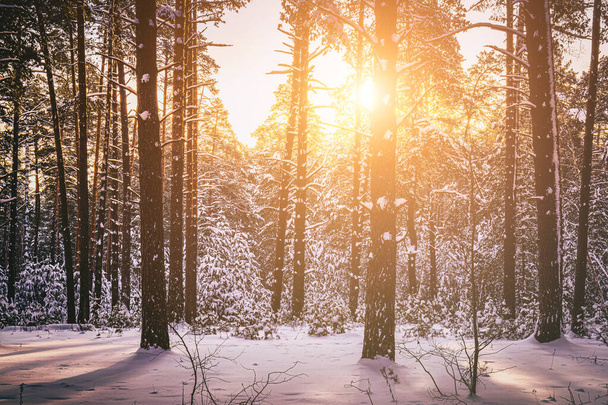 Sunset or sunrise in the winter pine forest covered with a snow. Rows of pine trunks with the sun's rays passing through them. Vintage film aesthetic. - Foto, Imagem